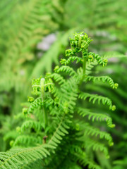 Sticker - Beautiful ferns leaves green foliage natural.