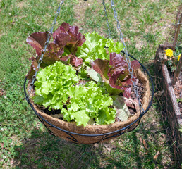 Homegrown summer hanging basket of red and green leaf lettuce.