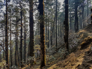 Pine forest and pine trees in nature background.Pine forest in Langtang National Park,north of the Kathmandu Valley,Nepal.