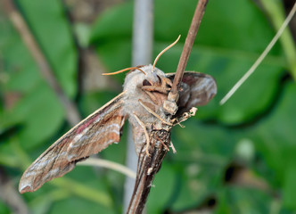 Canvas Print - Butterfly hawkmoth 6