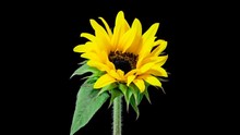 Time Lapse Of A Sunflower Blooming.