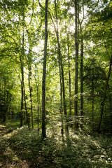  Impressive trees in the forest. Fresh green, springtime. Bottom view.
