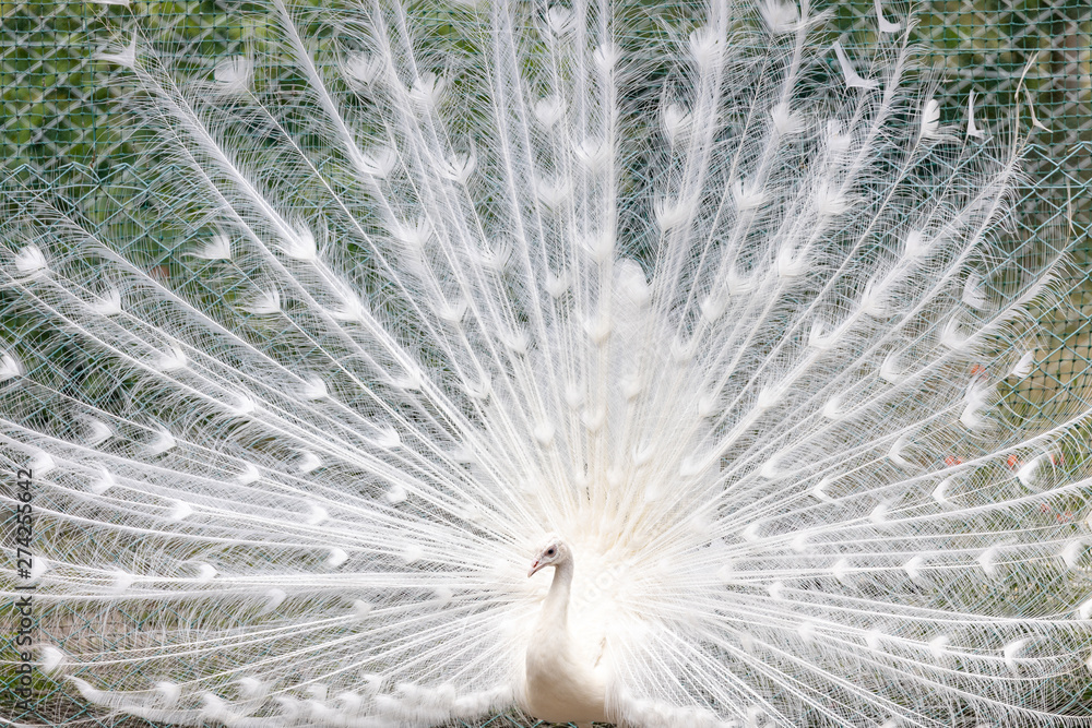 白孔雀, シロクジャク, インドクジャク, 白変種 Stock Photo | Adobe Stock
