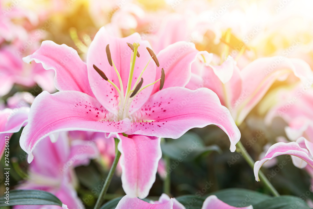 Closeup pink lilly flower over blurred garden with vintage morning warm light, spring and summer season nanture concept - obrazy, fototapety, plakaty 