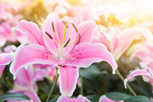 Closeup Pink Lilly Flower Over Blurred Garden With Vintage Morning Warm Light, Spring And Summer Season Nanture Concept