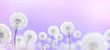 white dandelions on mauve background