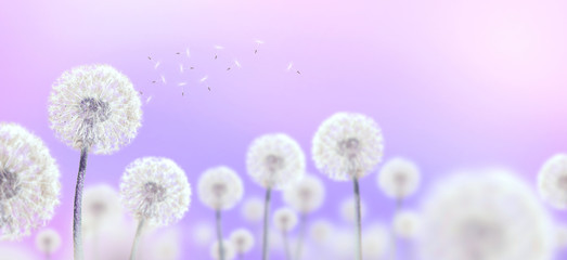 Wall Mural - white dandelions on mauve background