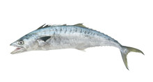 Fresh King Mackerel Fish Isolated On White 