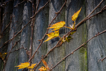 Wall Mural - nature