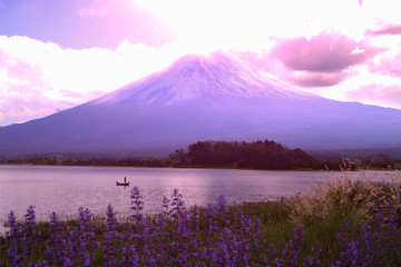 lavender flower field in the garden beside fuji mountain ,Japan