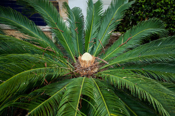 small palm