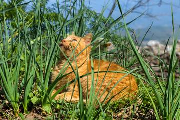 Cat laying into high grass looking up