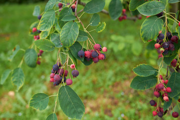 amelanchier canadensis