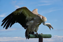 Griffon Vulture Eating Dead Prey With His Wings Spread Sitting On Pole                     