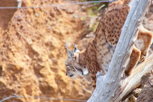 Lynx Coming Down From A Tree And Ready To Jump
