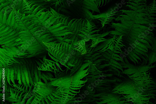 Natural environment contrast photo of fern grass flowers top view.