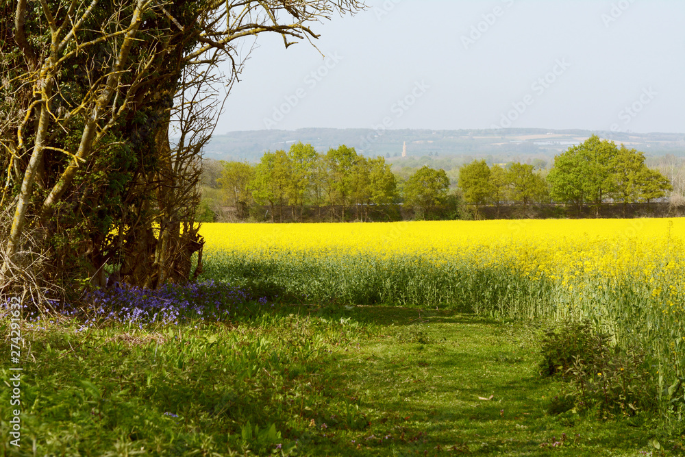 Bluebells growing at the edge of a field of oilseed rape - obrazy, fototapety, plakaty 