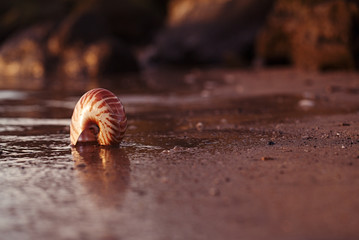 Wall Mural - seashell nautilus on sea beach with waves under sunrise sun light