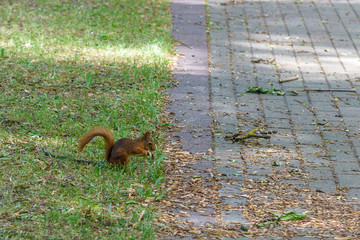squirrel plays in the summer in the park.