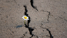 Chamomile In Cracks Of Asphalt Road. Single Chamomile Breaking Through Road. Concept Of Nature And Environment Protection. Copy Space. Soft Selective Focus