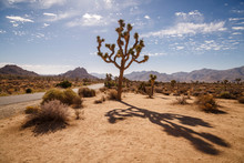 Joshua Tree National Park, California, USA: A Single Joshua Tree With The Desert And Mountains In The Background Captured Near The Parks West Entrance.