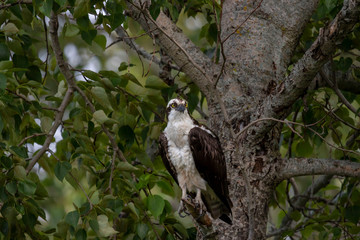 western osprey (pandion haliaetus) sitting on a tree