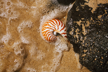 Wall Mural - seashell nautilus on sea beach with waves under  sun light