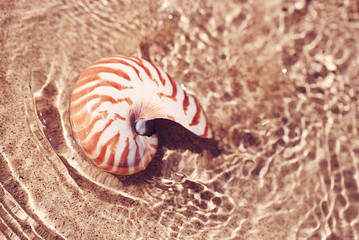 Wall Mural - seashell nautilus on sea beach with waves under  sun light