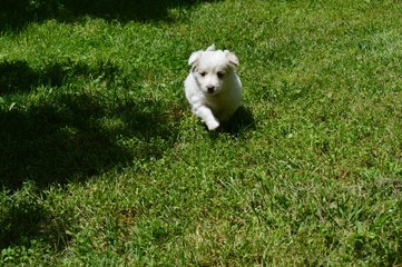 a little white puppy in the grass