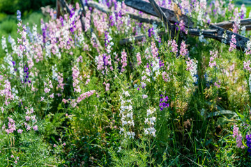 Beautifu violet Delphinium flowers bloming in the country