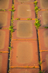 Wall Mural - Detail of an orange brick road with small plants growing in the cracks, leading away from the viewer.