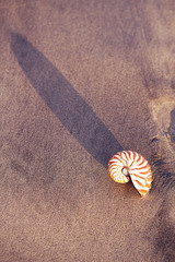 Wall Mural - seashell nautilus on sea beach with waves under sunrise sun light