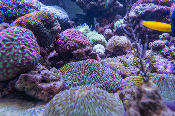 Carnas, France - 06 10 2019: Beautiful aquarium in salt water