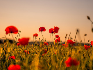 image of huge poppy field during sunset