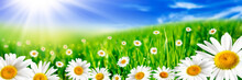 Banner Of Yellow And White Daisies In Rolling Green Meadow With Bright Blue Sky And Sunshine