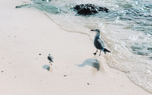 View Of One Adult And One Baby Seagull Walking On The Beach Along Clear Water Background. Summer Time Vacation Concept.