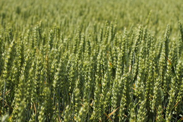 Farming, field of young wheat, growing plants