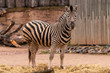 a zebra standing in the enclosure