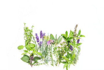 Poster - Fresh herbs white background Basil rosemary sage thyme mint