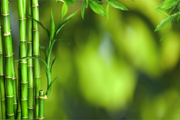 Poster - Many bamboo stalks  on background