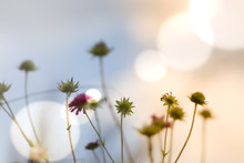 Astrantia Blüten Hintergrund