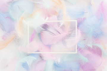 Wall Mural - abstract nackground with soft colorfull feathers and white frame. flat lay