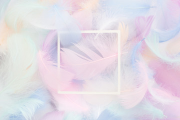 Wall Mural - abstract nackground with soft colorfull feathers and white frame. flat lay