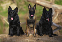 Young Belgian Malinois Dog Sitting Outdoors On A Sand Between Two Wet Long-haired Black German Shepherd Dogs At The Riverside