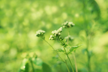 Soft focus grass flower blooming spring nature wallpaper   background