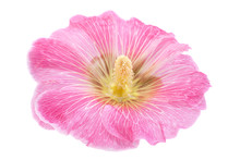 Mallow Flower Closeup
