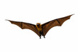 © nudda - fruit bat flying  on a white background