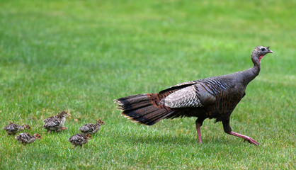 a flock of young chick follow mother turkey on the meadow