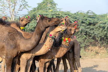 Wall Mural - Camels in desert Thar during Pushkar Camel Fair, Rajasthan, India