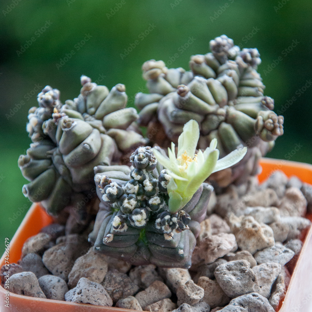 gymnocalycium kikko flower, cactus and succulents Stock Photo | Adobe Stock